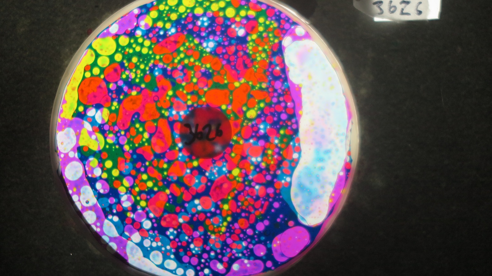 BV3626 bubble vision oil wheel